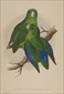 Natural history prints, Birds, WT Greene