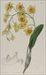 Sydenham Edwards, Botanical prints