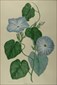 Australian botanicals, Sir Joseph banks