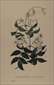 Van Geel botanical prints