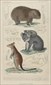 Natural history, original prints