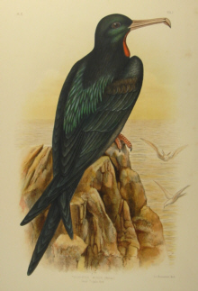 Birds of Australia, Broinowski