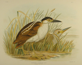 Birds of Australia, Broinowski