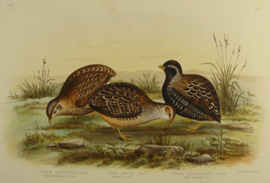 Broinowski Birds of Australia