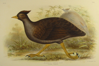 Broinowski Birds of Australia