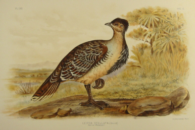 Broinowski Birds of Australia