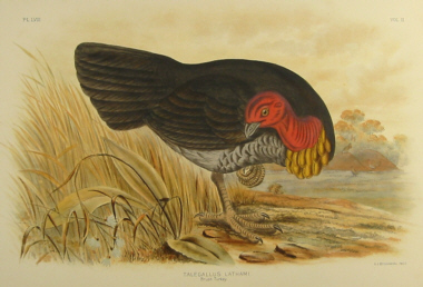 Broinowski Birds of Australia