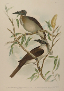 Broinowski Birds of Australia