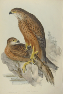 John Gould, Birds of Australia