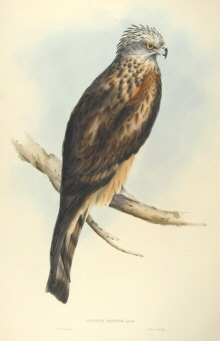 John Gould, Birds of Australia