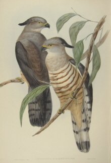 John Gould, Birds of Australia