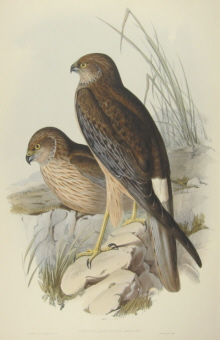 John Gould, Birds of Australia