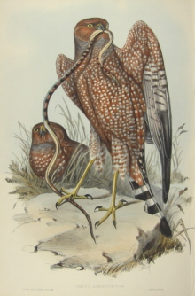 John Gould, Birds of Australia