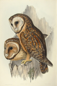 John Gould, Strix castanops