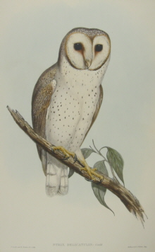 John Gould, Birds of Australia, Strix delicatulus