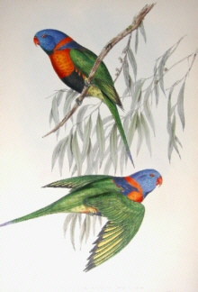 John Gould, Birds of Australia Specials