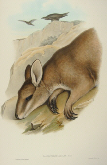 John Gould Mammals of Australia