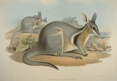 John Gould, Mammals of Australia Specials