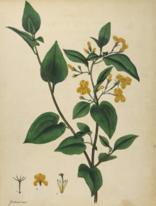 H.C. Andrews, Botanical prints