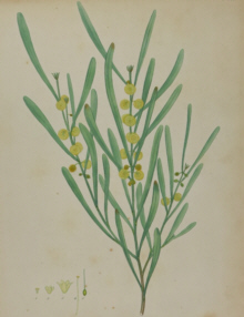 H.C. Andrews, Botanical prints