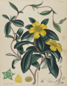 H.C. Andrews, Botanical prints