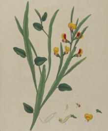 H.C. Andrews, Botanical prints