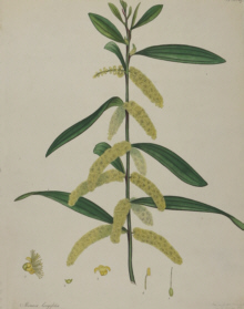 H.C. Andrews, Botanical prints