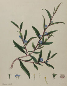 H.C. Andrews, Botanical prints