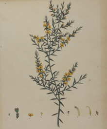 H.C. Andrews, Botanical prints