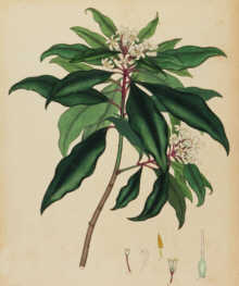 H.C. Andrews, Botanical prints