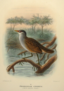 Gregory Mathews Birds of Australia