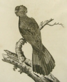 Birds of Australia Governor Phillip