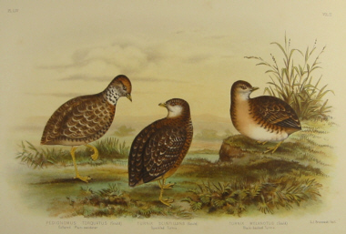 Broinowski Birds of Australia