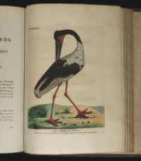 John Latham, A General Synopsis of Birds