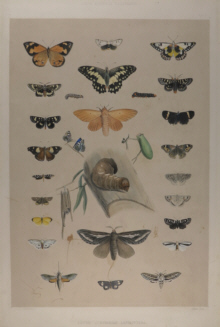 George French Angas, Lepidoptera