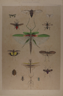 Natural history, George French Angas