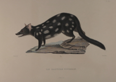 Natural history, Bougainville