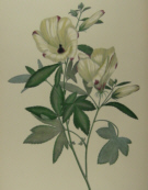 Botanical prints, Joseph Banks