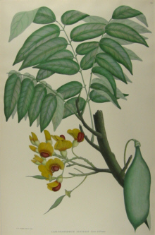 Botanical prints, Joseph Banks