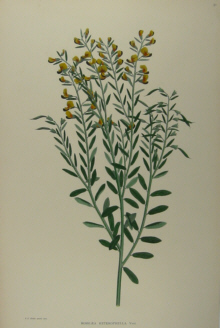Australian botanicals, Sir Joseph Banks