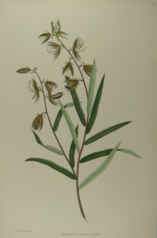 Australian botanicals, Sir Joseph Banks
