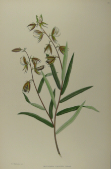 Australian botanicals, Sir Joseph Banks