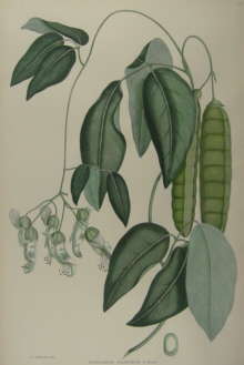 Australian botanicals, Sir Joseph Banks