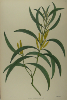 Australian botanicals, Sir Joseph Banks