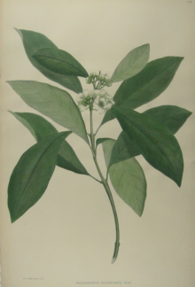 Australian botanicals, Sir Joseph Banks