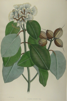 Australian botanicals, Sir Joseph Banks