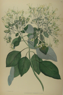 Australian botanicals, Sir Joseph Banks