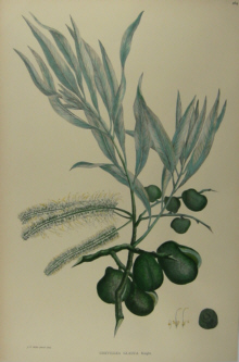 Australian botanicals, Sir Joseph Banks