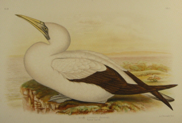 Birds of Australia, Broinowski