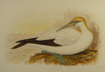 Birds of Australia, Broinowski